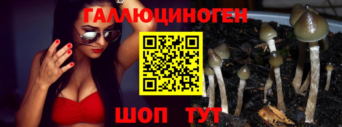 Красноярск  Галлюциногенные грибы Psilocybe  Вход с VPN 